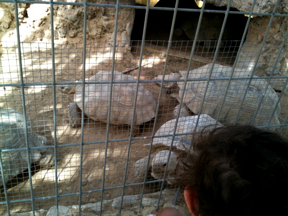 Negev Zoo Beersheva Israel IMG 0561