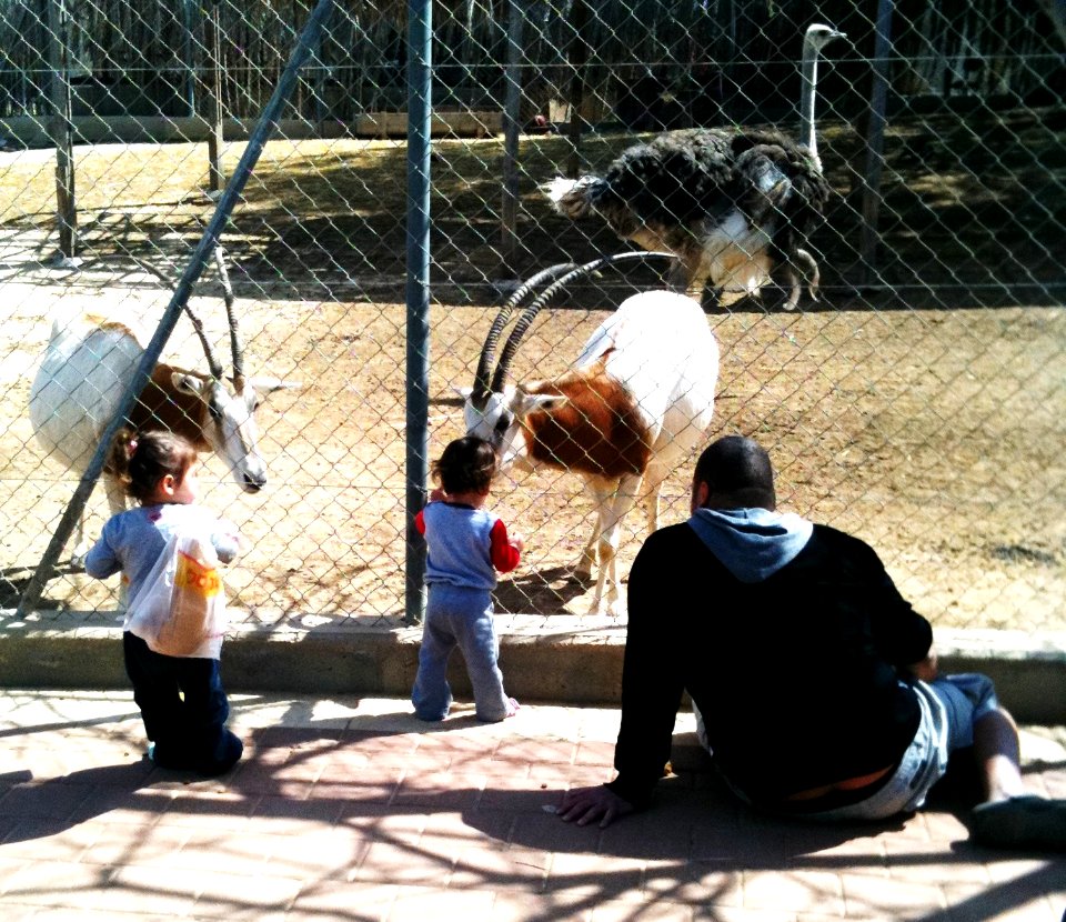 Negev Zoo IMG 1095