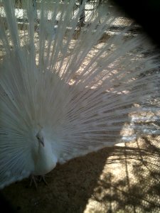 Negev Zoo IMG 0060
