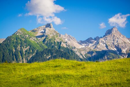 Meadow alpine meadow grass
