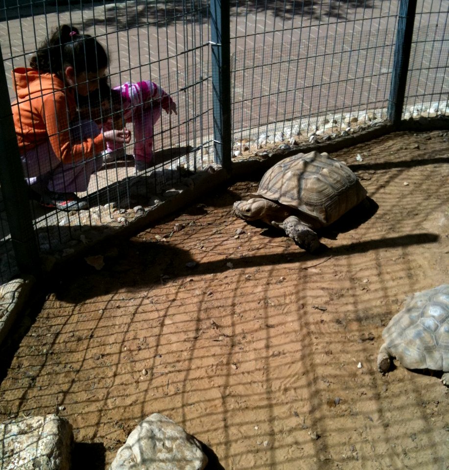 Negev Zoo Large Turtles IMG 1076