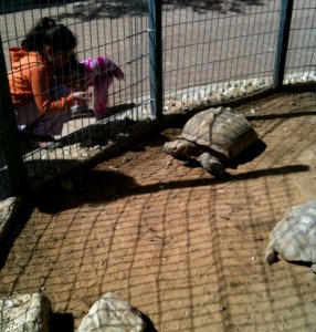 Negev Zoo Large Turtles IMG 1076