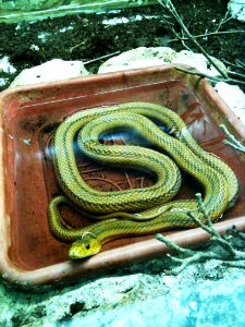 Negev Zoo snake IMG 1094