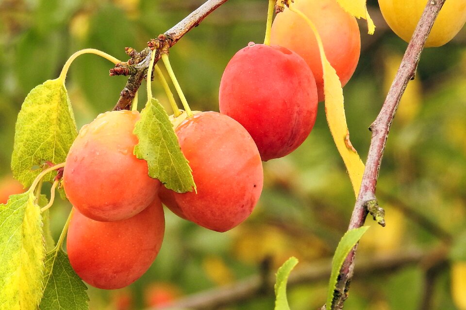 Branch orchard summer