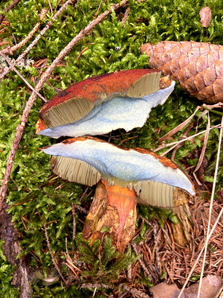 Neoboletus luridiformis 98543932