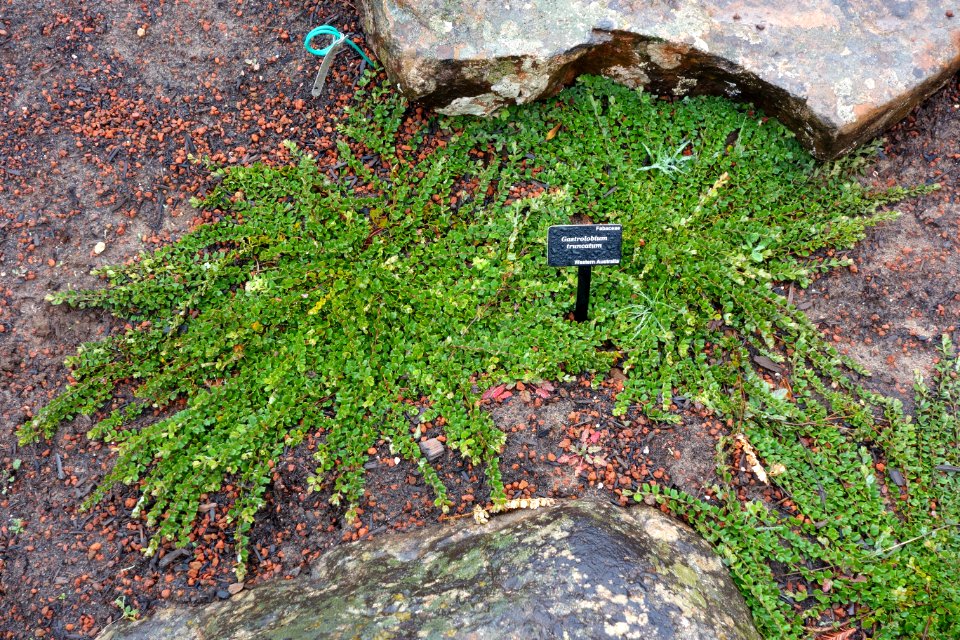 Nemcia truncata (Gastrolobium truncatum) - UC Santa Cruz Arboretum - DSC07510