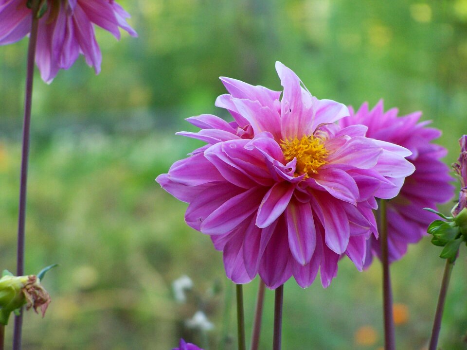 Nature wild flowers garden