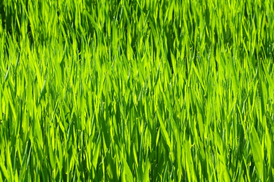 Chuck meadows agriculture grass landscape