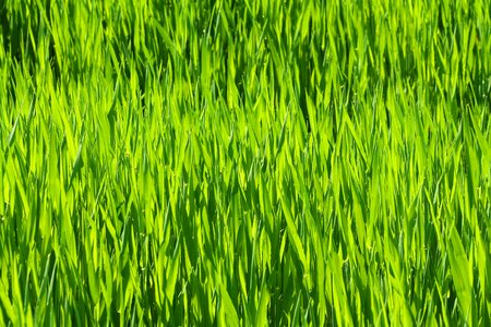 Chuck meadows agriculture grass landscape photo