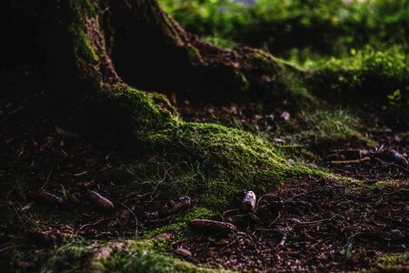 Moss nature pine cones photo