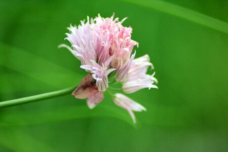 Plant grass blossom