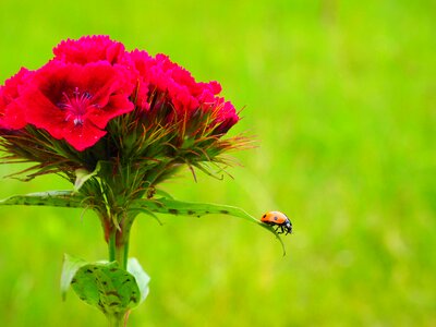 Elytron siebenpunkt ladybird siebenpunkt