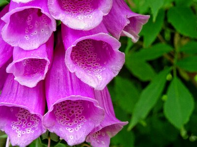 Plant blossom bloom