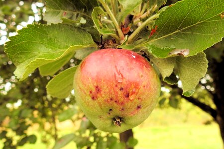 Fruit tree kernobstgewaechs