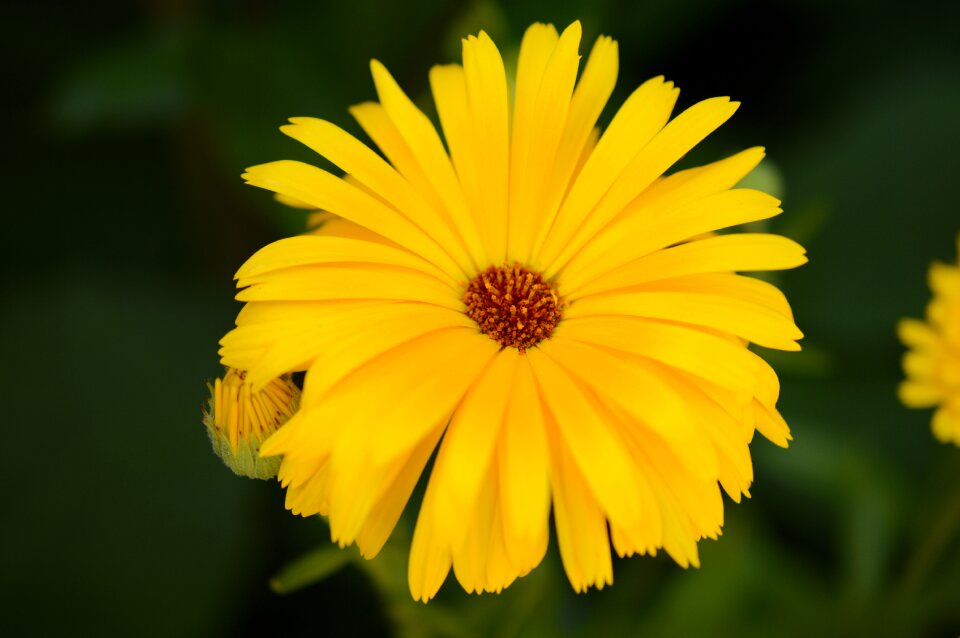 Yellow nature plant