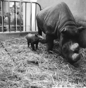 Neushoorn geboren in diergaarde Blijdorp, Bestanddeelnr 911-5492