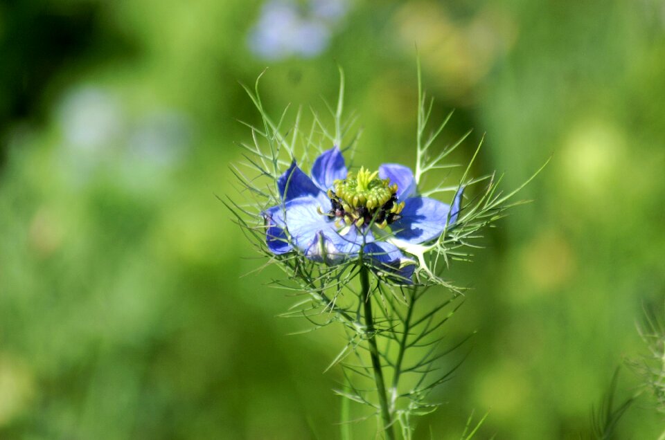 Wild flowers garden blueberry