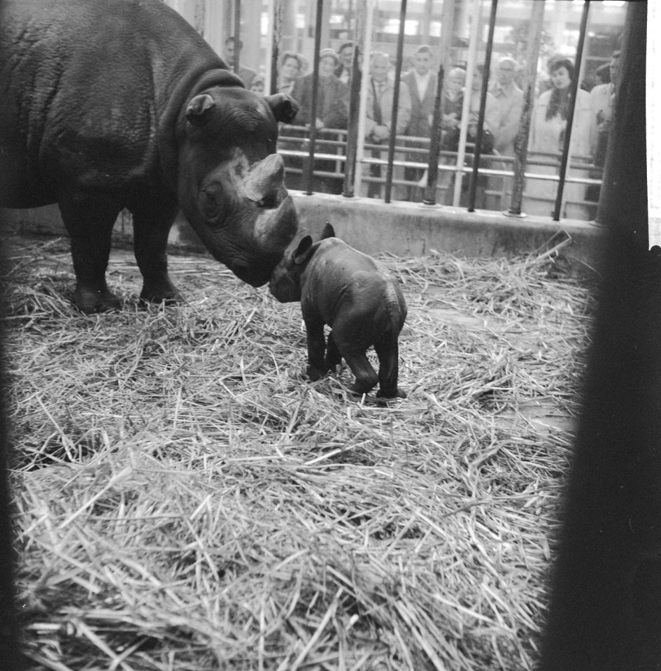 Neushoorn geboren in diergaarde Blijdorp, Bestanddeelnr 911-5490