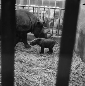 Neushoorn geboren in diergaarde Blijdorp, Bestanddeelnr 911-5489