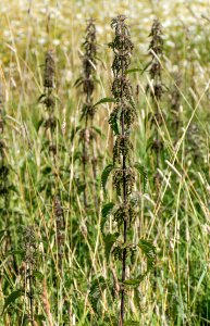 Nettles in Röe gård 1