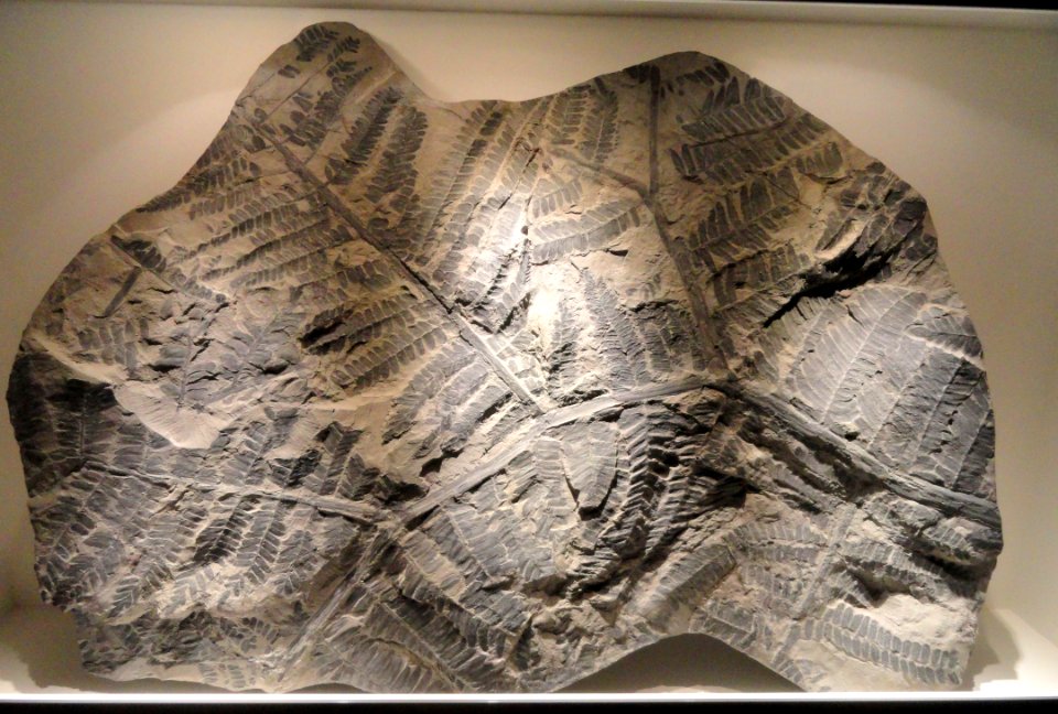 Neuroptera, Carboniferous - Houston Museum of Natural Science - DSC01725