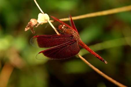 Neurothemis-20070216-010 photo