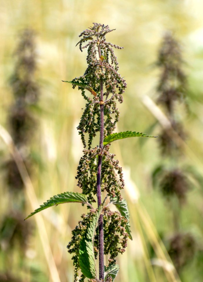 Nettles in Röe gård 4