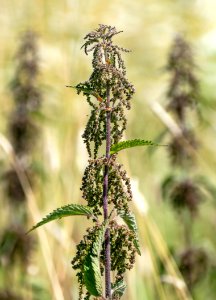 Nettles in Röe gård 4