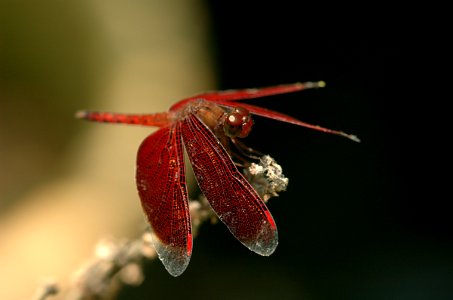 Neurothemis-20070216-033 photo