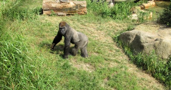 Wildlife nature zoo