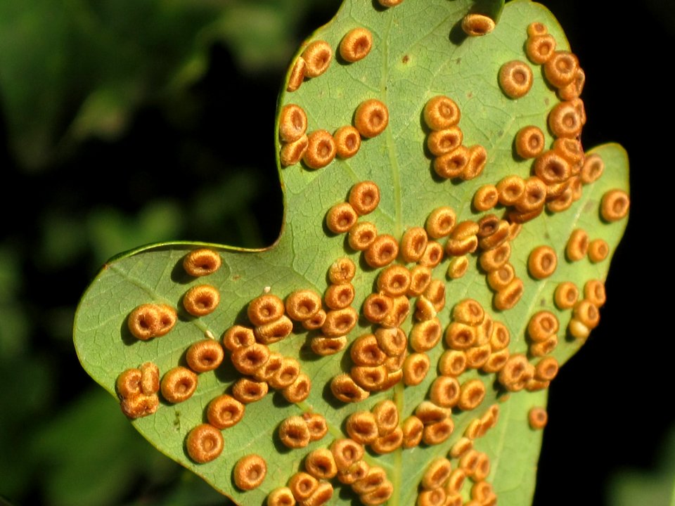Neuroterus numismalis (gall wasp) induced Silk button spangle galls on oak, Arnhem, the Netherlands
