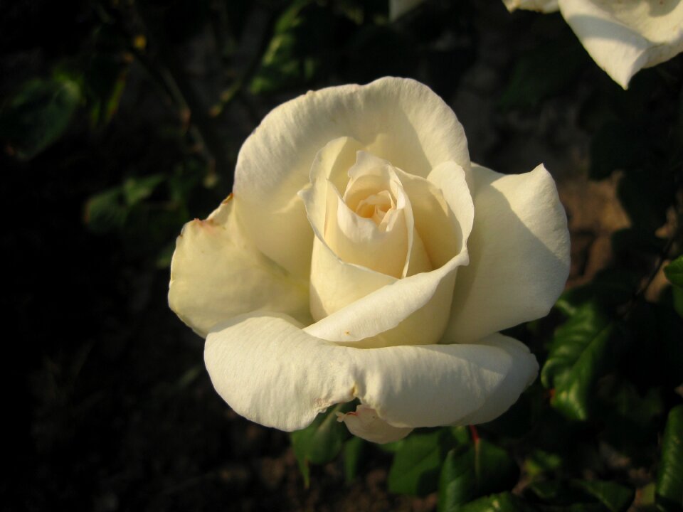 White rose white ornamental plants