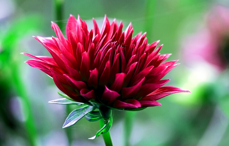 Dahlia garden blossom bloom