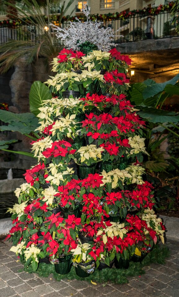 Flower xmas holiday