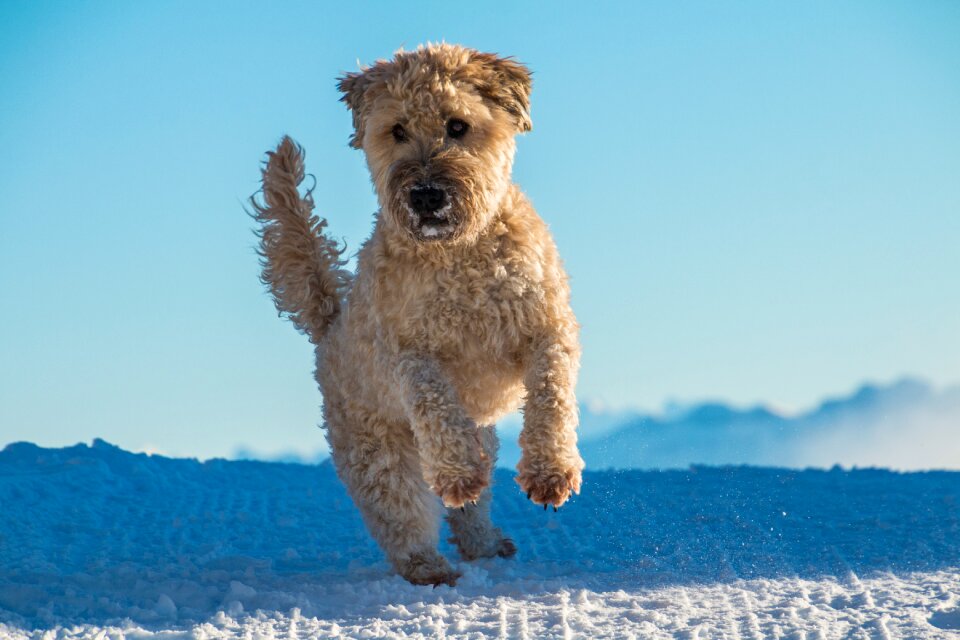 Irish soft coated wheaten terrier young dog jumps