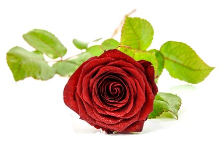 Red single closeup