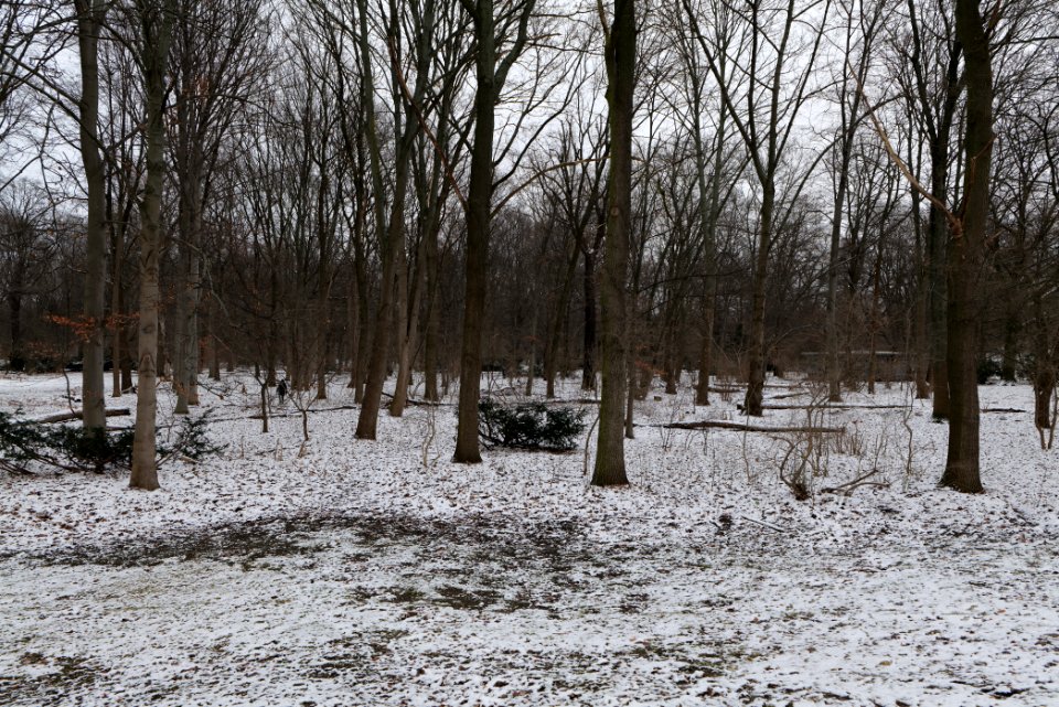 Neuer See Tiergarten Berlin with ice and snow 2021-02-06 13