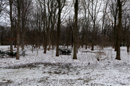 Neuer See Tiergarten Berlin with ice and snow 2021-02-06 13