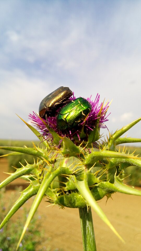 Coleoptera couple green