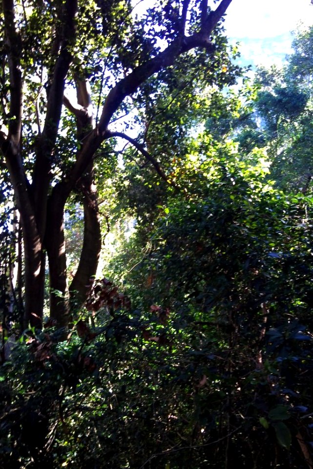 Newlands forest slopes - Giant Black Stinkwood tree