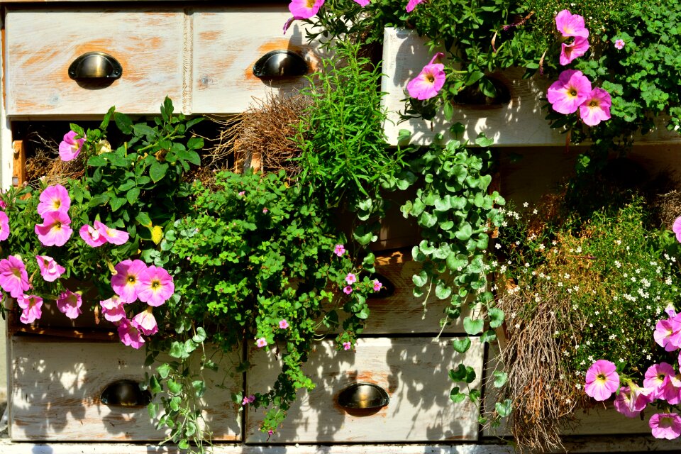 Chest of drawers planted decoration