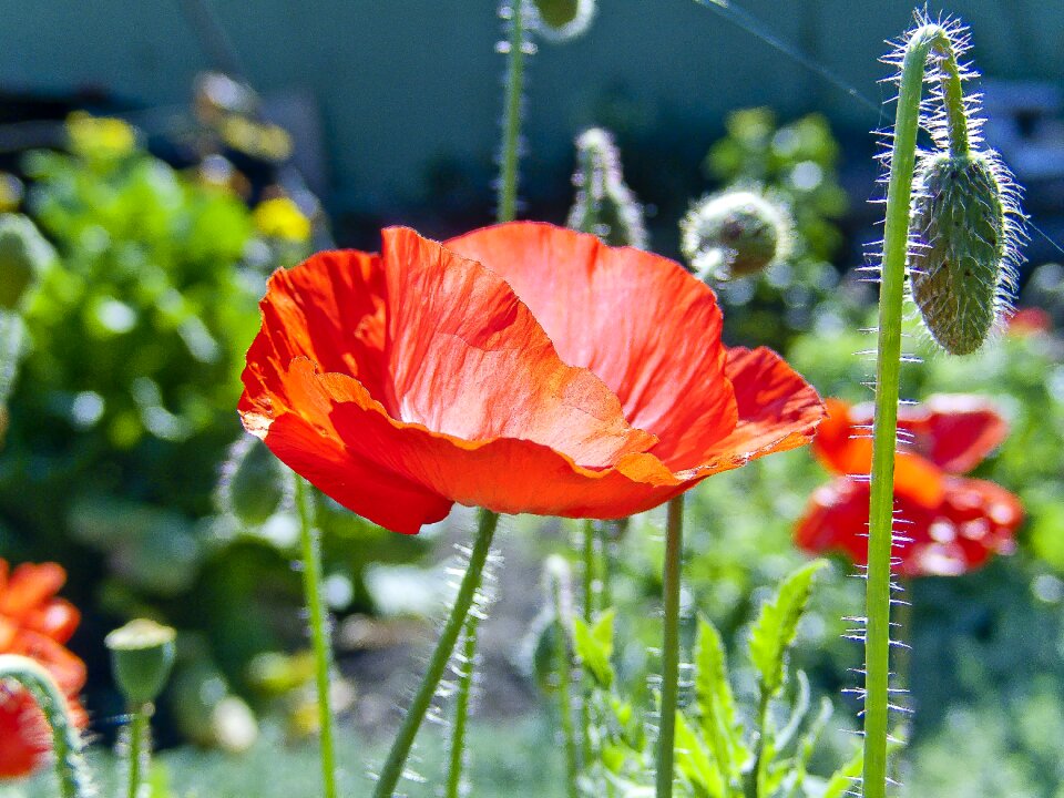 Beautiful plant in the summer of