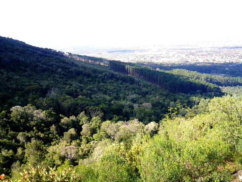 Newlands Forest with Pine plantation in background - Cape Town