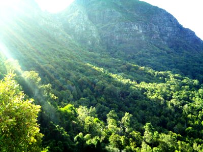 Newlands Forest and Devils Peak - Cape Town - SA photo