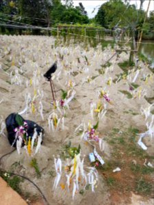New year sand piles - Wat Hiranyawat - Chiang Rai - 2017-01-02 - 003 photo