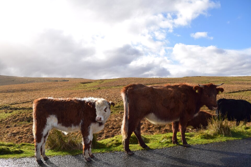 Rural nature grazing