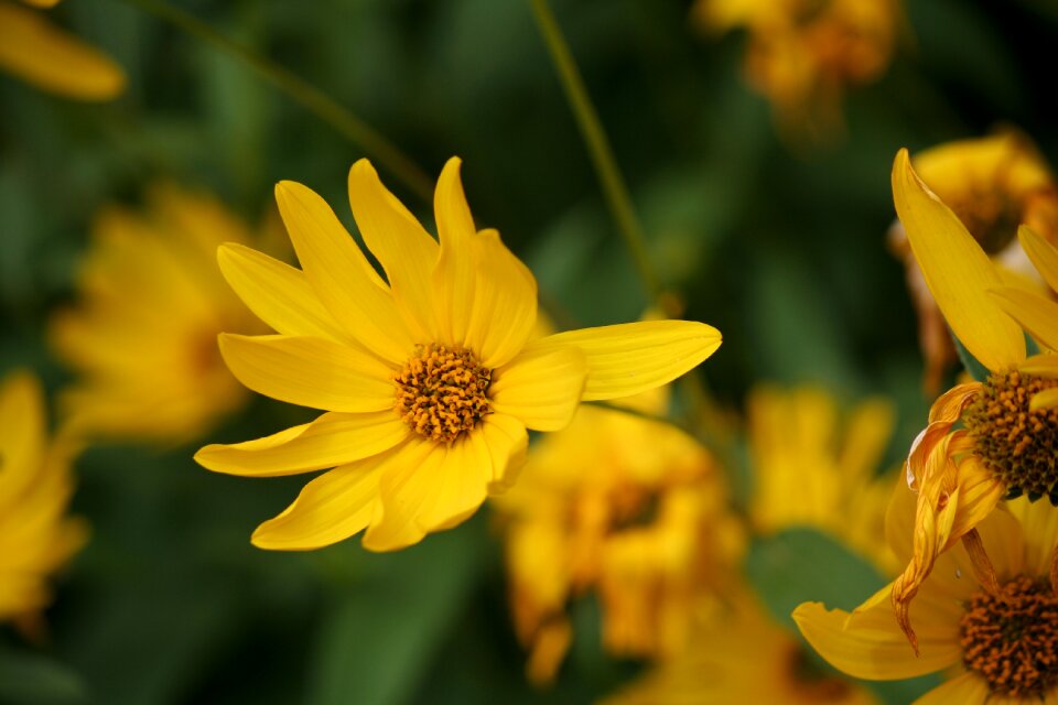 Yellow flower garden macro