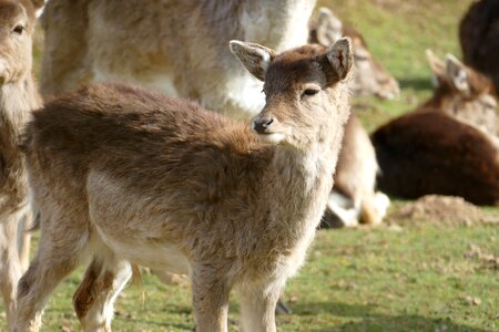 Wild roe deer kitz photo