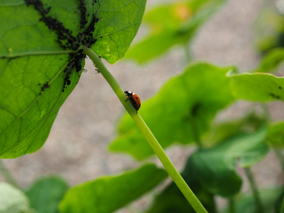 Hunting coccinellidae beetle