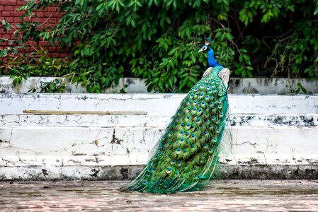 Feather peacock feather exotic photo